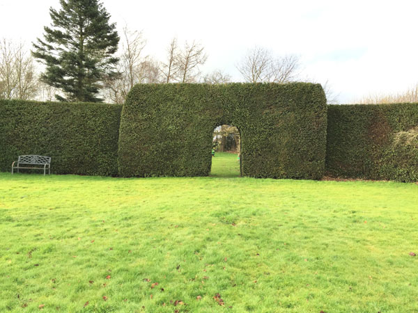 yew-hedge1