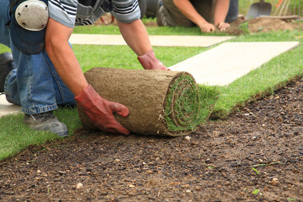 Laying turf